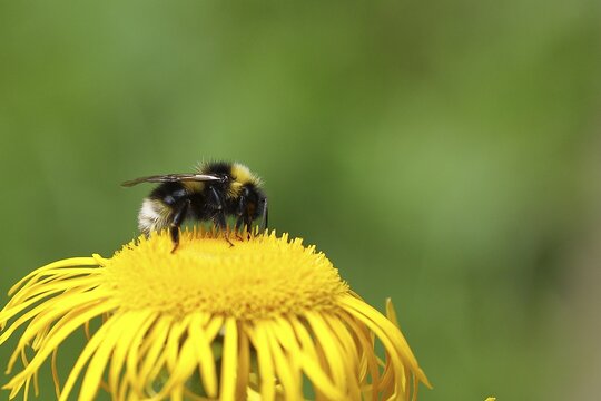 Large earth bumblebee (Bombus terrestris), collecting pollen on a yellow flower of a Greater Telekie (Telekia speciosa), Wilden, North Rhine-Westphalia, Germany