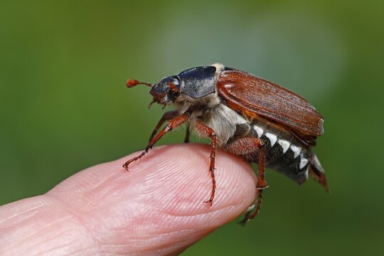 May beetle (Melolontha melolontha) sits on finger, Schleswig-Holstein, Germany