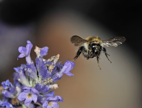 Honey Bee (Apis), flying away from the True Lavender (Lavandula angustifolia)