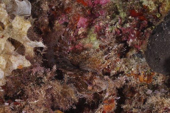 Well camouflaged tompot blenny (Parablennius gattorugine) in the Mediterranean Sea near Hy&egrave;res. Dive site Giens Peninsula, C&ocirc;te dAzur, France