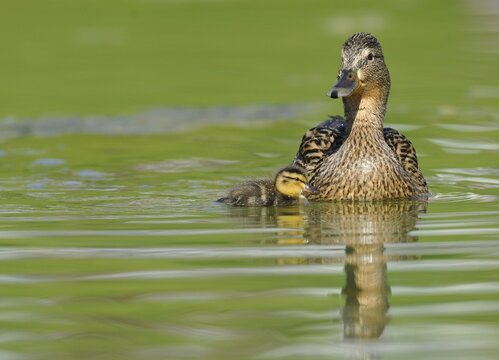 Duckling, Mallard Duck (Anas plathyrhynchos) with Mallard hen