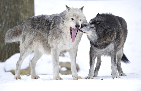 Mackenzie Valley Wolf, Alaskan Tundra Wolf or Canadian Timber Wolf (Canis lupus lycaon), two wolves in the snow, the female leader of the pack on the left