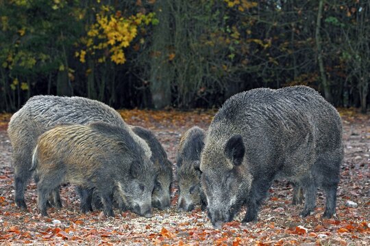 A sounder of wild boars (Sus scrofa), in autumn