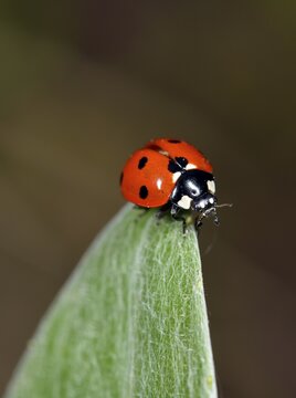 European Seven Spot Ladybird (Coccinella septempunctata), Stuttgart, Baden-W&uuml;rttemberg, Germany