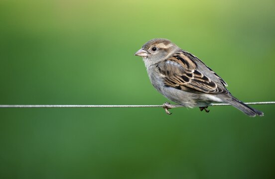 House sparrow (Passer domesticus), male, sitting on wire rope, Baden-W&uuml;rttemberg, Germany