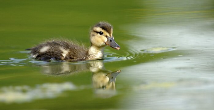 Mallard Duckling (Anas plathyrrhynchos)