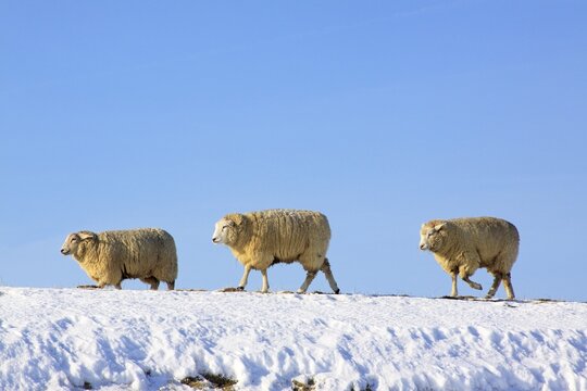 Domestic Sheep (Ovis ammon f. aries ) on a dike in winter, north sea coast, Schleswig-Holstein, Germany, Europe