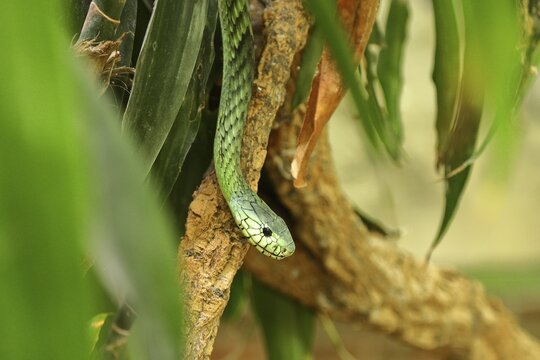 Leafy western green mamba (Dendroaspis viridis), Green mamba, poisonous snake, climbs in a tree, Occurs in Africa, Terrazoo, North Rhine-Westphalia, Germany