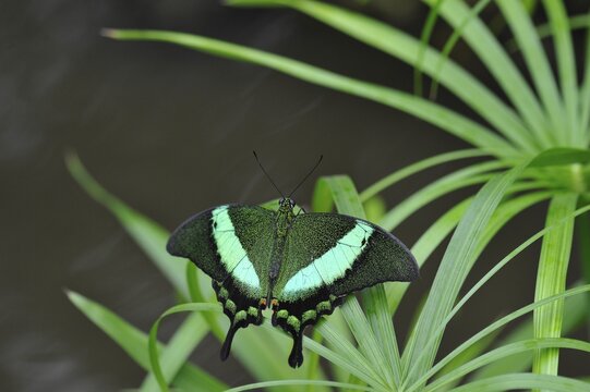 Emerald Swallowtail (Papilio Palinurus), Malaysia, Philippines
