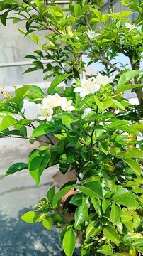 Blooming Orange Jasmine (Murraya paniculata) with Fragrant White Flowers in Tropical Garden
