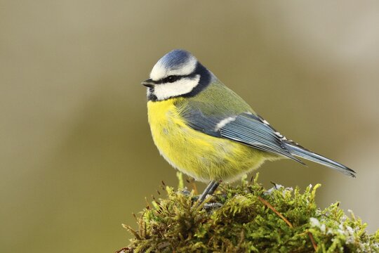 Blue tit (Parus caeruleus) on moss, North Rhine-Westphalia, Germany