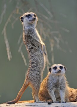 Meerkats (Suricata suricatta), adult and juvenile