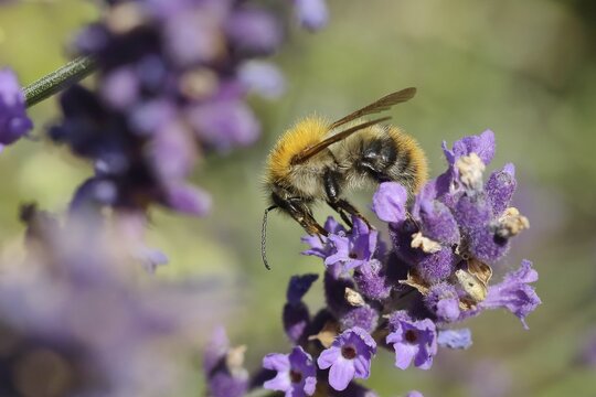 Common carder-bee (Bombus pascuorum), on common lavender (Lavandula angustifolia) of a true lavender, North Rhine-Westphalia, Germany