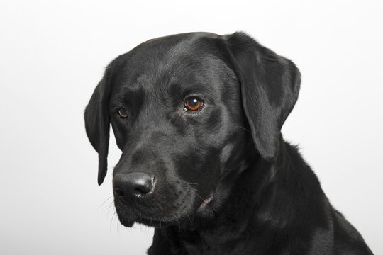 Black Labrador Retriever dog, male, portrait
