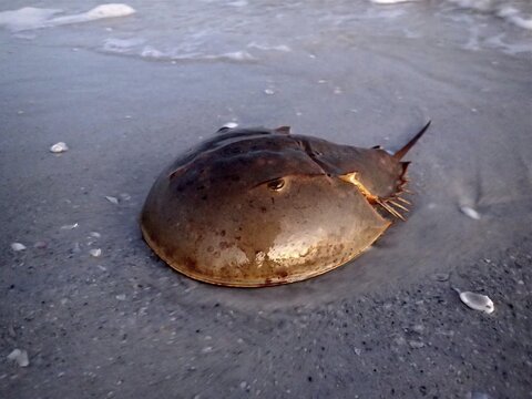 Atlantic horseshoe crab (Limulus polyphemus) on the beach of Sanibel Island, Florida, USA