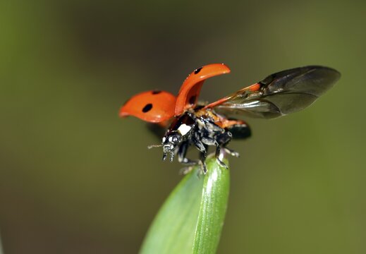 European Seven Spot Ladybird (Coccinella septempunctata) starting to fly, Stuttgart, Baden-W&uuml;rttemberg, Germany