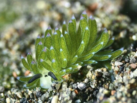 Close-up of a green snail, leaf sheep snail (Costasiella kuroshimae), called Shaun the Sheep. Sea snail with kleptoplastids. The chloroplasts taken up by the green alga Avrainvillea lacerata and stored in its own body are clearly visible. Body length approx. 3 mm. Dive site Puri Jati, Umeanyar, Bali, Indonesia
