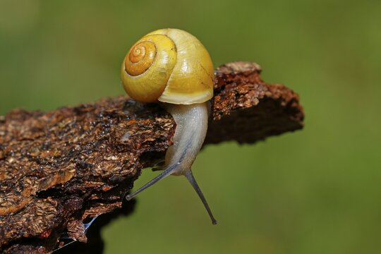 White-lipped snail (Cepaea hortensis), curious, crawls over a tree trunk, Schleswig-Holstein, Germany