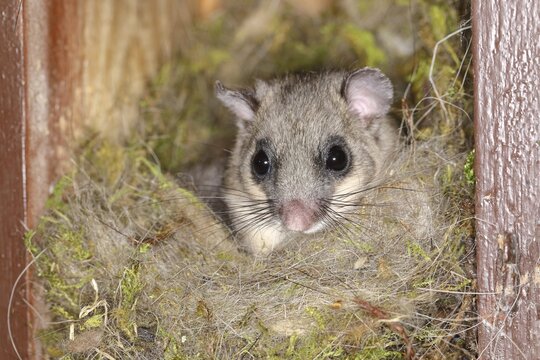Edible dormouse (Glis glis) looks out of his nest, Siegerland, North Rhine-Westphalia, Germany