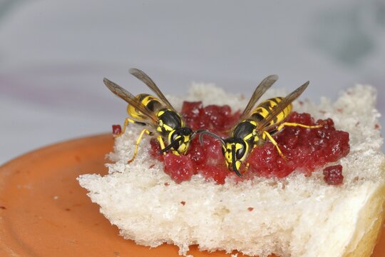 Common wasp (Vespula vulgaris), feeding on a jam sandwich, North Rhine-Westphalia, Germany