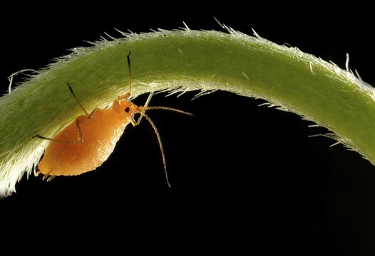 Aphid (Aphidoidea), nymph on a flower stem of a Daisy (Bellis perennis), pest, Baden-W&uuml;rttemberg, Germany