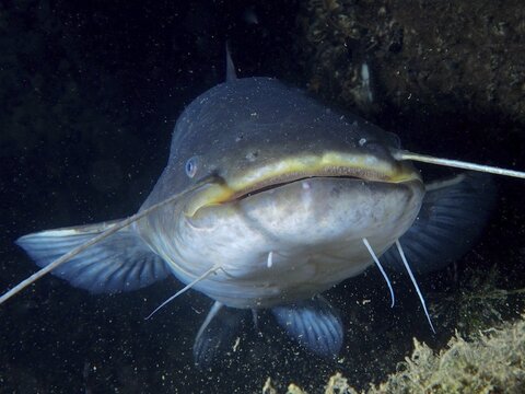 Close-up of a catfish (Silurus glanis) in a dark underwater environment. The brush-like teeth in the upper jaw are clearly visible. Dive site Zollbr&uuml;cke, Rheinau, Canton Zurich, Rhine, High Rhine, Switzerland, Germany