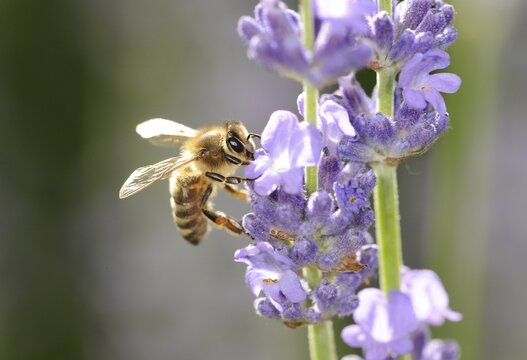 Honey bee (Apis) on Lavender (Lavandula angustifolia)