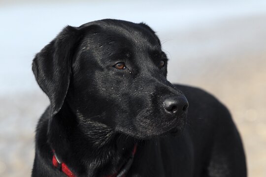 Young black Labrador Retriever dog (Canis lupus familiaris), portrait, male, domestic dog