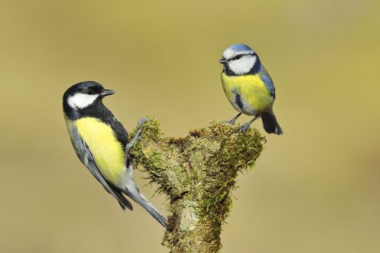 Great tit (Parus major), male, and blue tit (Parus caeruleus) on a branch covered with moss, Rothaargebirge, North Rhine-Westphalia, Germany