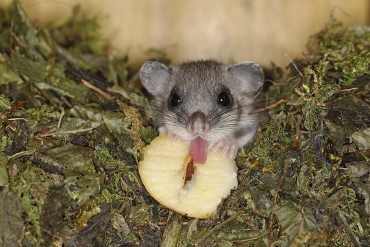 Edible dormouse (Glis glis) in its nest, eating an apple Siegerland, North Rhine-Westphalia, Germany