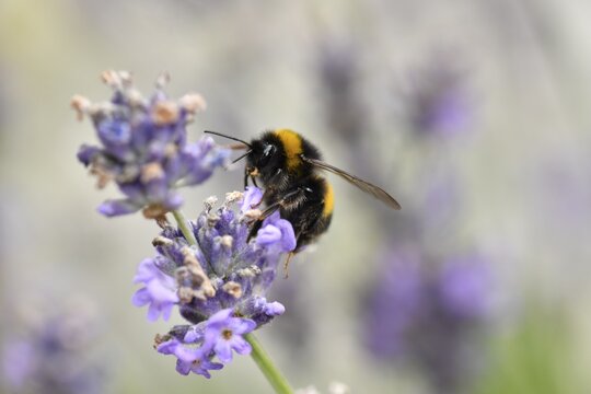Large earth bumblebee (Bombus terrestris), also thick bumblebee or black bumblebee, true Common lavender (Lavandula angustifolia), Baden-W&uuml;rttemberg, Germany