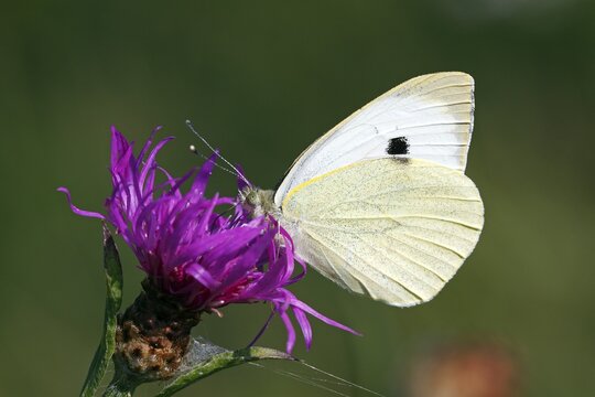 Large White, Cabbage Butterfly, Cabbage White (Pieris brassicae) on a flowering Brown Knapweed, Brownray Knapweed (Centaurea jacea)