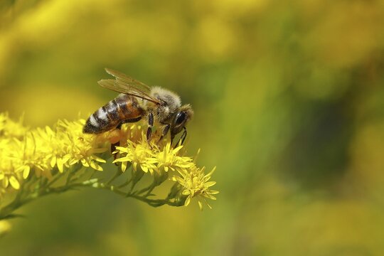 European honey bee (Apis mellifera) collecting nectar from a yellow flower of goldenrod (Solidago), Wilden, North Rhine-Westphalia, Germany