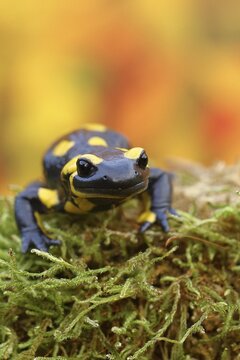 Fire salamander (Salamandra salamandra), running over moss in autumn forest, Indian summer, animal portrait, wildlife, North Rhine-Westphalia, Germany