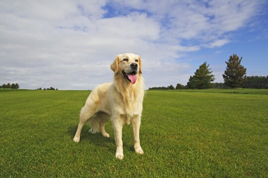 Female Golden Retriever (Canis lupus familiaris), two-year old dog