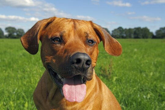 Rhodesian Ridgeback, two year-old male, portrait