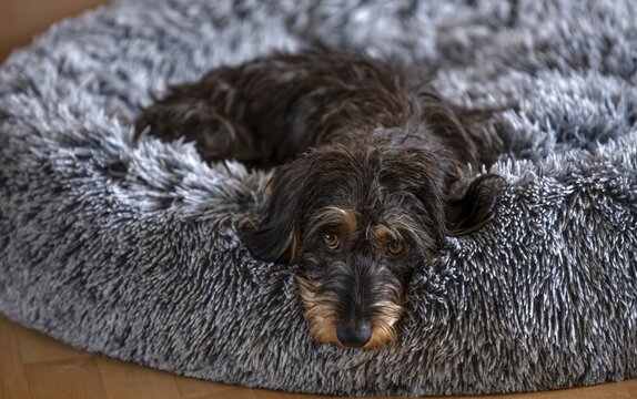 Interior photo, rough-haired dachshund (Canis lupus familiaris) female, 2 years old, lying in dog bed, dachshund look, trusting, Stuttgart, Baden-W&uuml;rttemberg, Germany