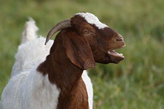 Moaning BoersDomestic Goat (Capra aegagrus hircus) animal portrait, Schleswig-Holstein, Germany