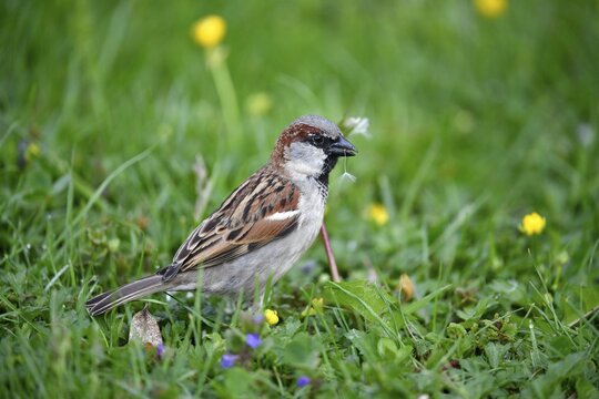 House sparrow (Passer domesticus), male, eats flower seeds, stands in Wiese, Baden-W&uuml;rttemberg, Germany