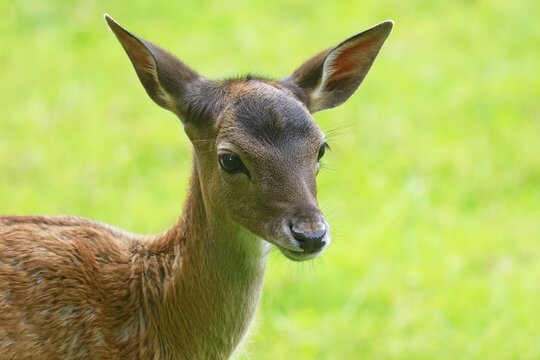 Fallow deer (Dama dama), calf, animal child, animal portrait, Schleswig-Holstein, Germany