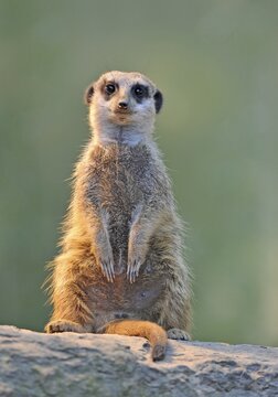 Meerkat (Suricata suricatta)