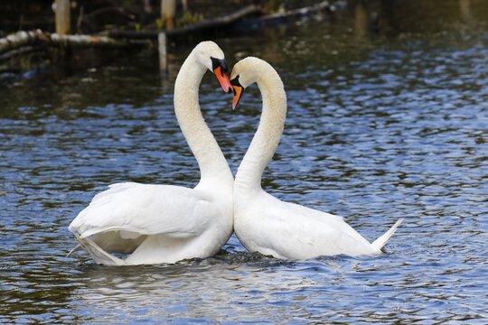 Mute Swans (Cygnus olor), displaying couple on the water, Hamburg, Germany