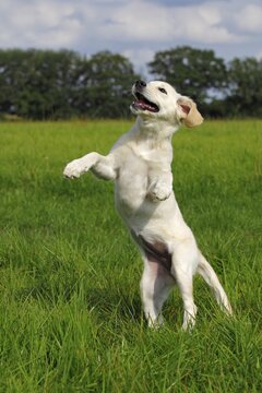 Golden Retriever (Canis lupus familiaris) puppy, three months, jumping on a meadow