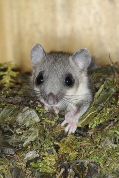 Edible dormouse (Glis glis) looks out of his nest, Siegerland, North Rhine-Westphalia, Germany