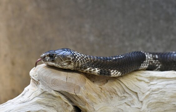 Indian cobra (Naja naja) flicking tongue, captive