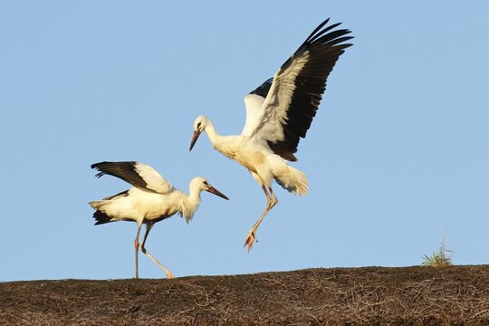 Young White storks (Ciconia ciconia) flight exercises on thatched roof, young birds in the evening light, Schleswig-Holstein, Germany