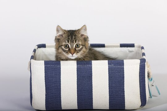 Maine Coon cat (Felis silvestris catus), young animal looks curious from a basket, Germany