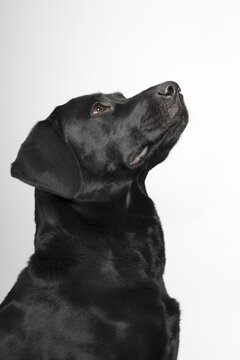 Black Labrador Retriever dog, male, portrait