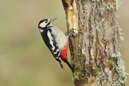 Great spotted woodpecker (Dendrocopos major) male, pecking at a tree trunk, North Rhine-Westphalia, Germany