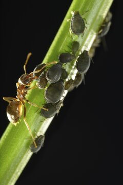 Aphids (Aphidoidea) being milked by an Ant (Formidicae), beneficial insects and pests, macro shot, Baden-W&uuml;rttemberg, Germany